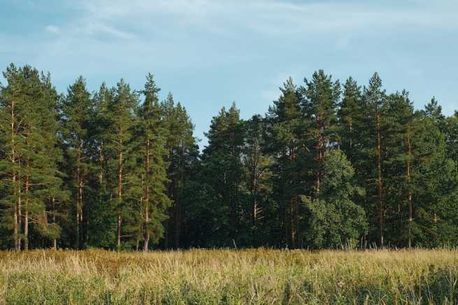 Jak odzyskać pole z lasu – trudności prawne ze zmianą sposobu użytkowania działki